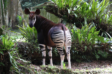 Bioparc-parc-zoologique-projet-nature-okapi-4