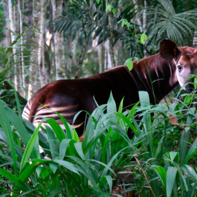image - RDC – Okapi