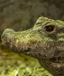 Portrait du crocodile à front large