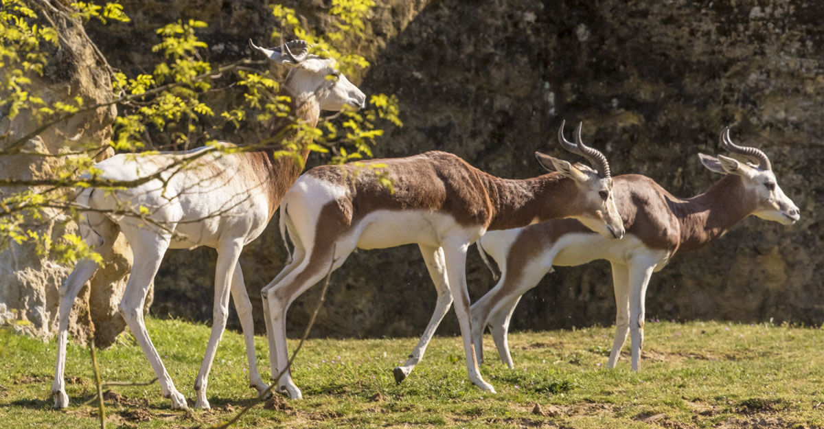 Gazelle de Mhorr bioparc-parc-zoologique-gazelle-dama-mhorr
