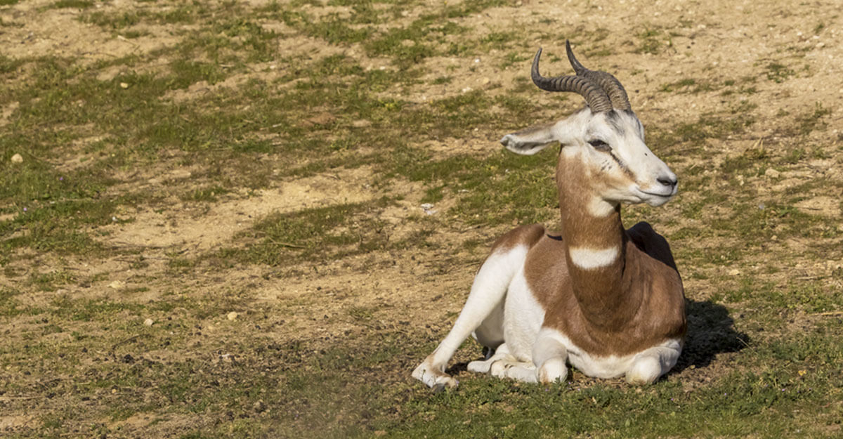 Gazelle de Mhorr bioparc-parc-zoologique-gazelle-dama-mhorr