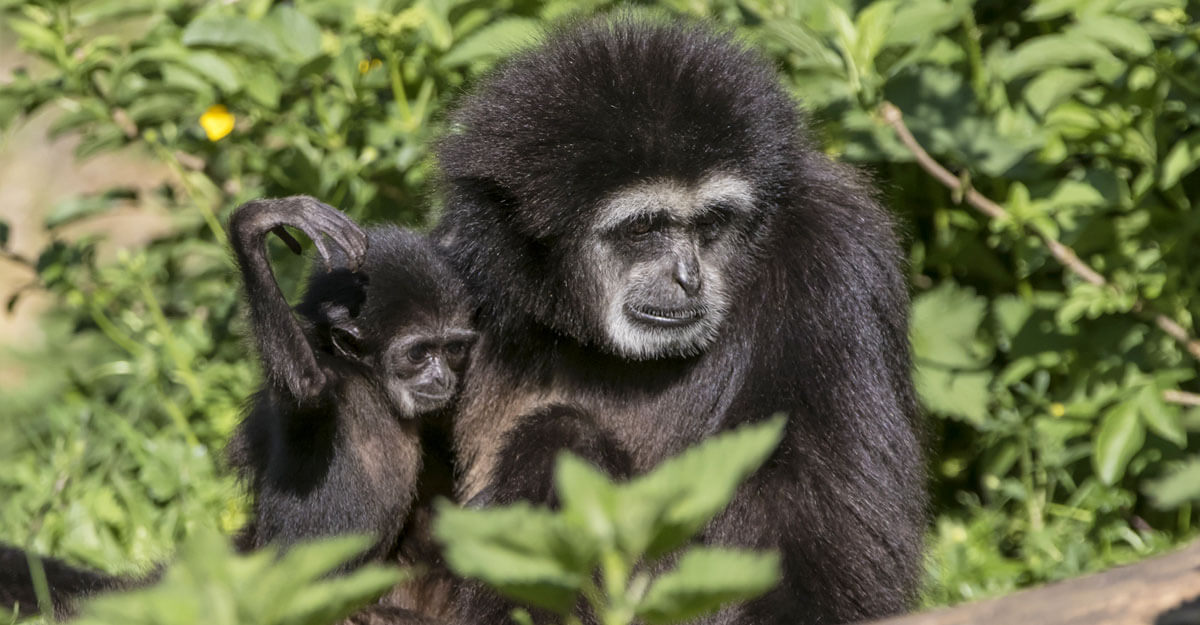 Gibbon à mains blanches et son petit