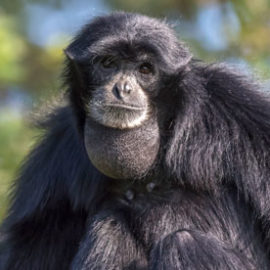 Pygmy, le gibbon siamang