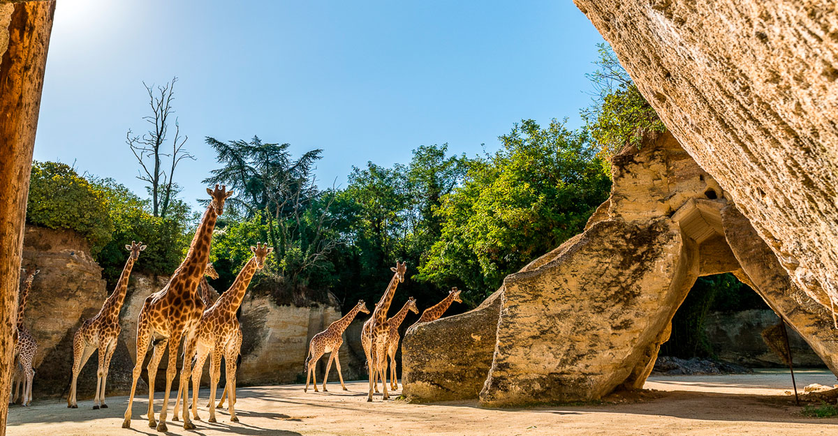 bioparc-parc-zoologique-girafes