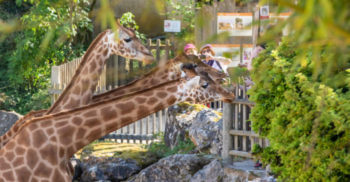 bioparc-parc-zoologique-girafe