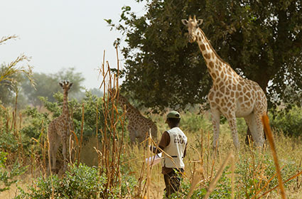 bioparc-parc-zoologique-projet-nature-girafe-niger-ASGN-3