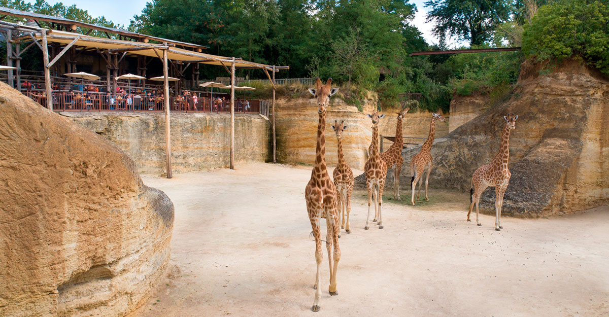 bioparc-parc-zoologique-restaurant-camp-des-girafes