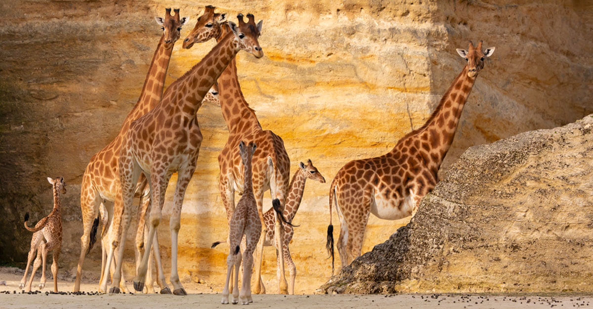 bioparc-parc-zoologique-groupe-girafes