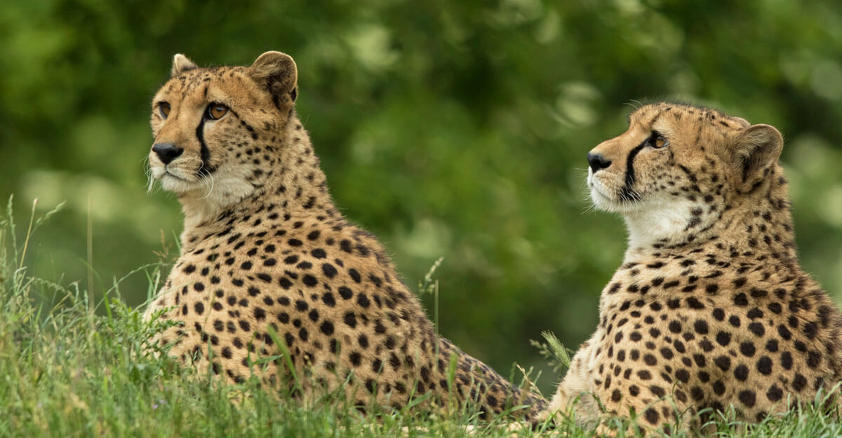 Guépard bioparc-parc-zoologique-guepard