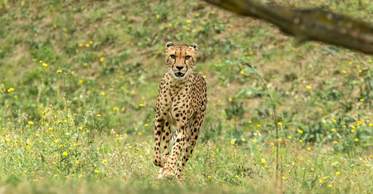 Guépard bioparc-parc-zoologique-guepard