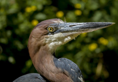bioparc-parc-zoologique-heron-goliath