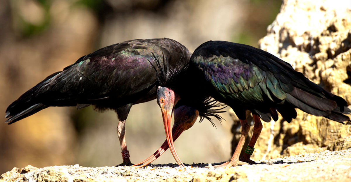 Deux ibis chauves la tête en bas