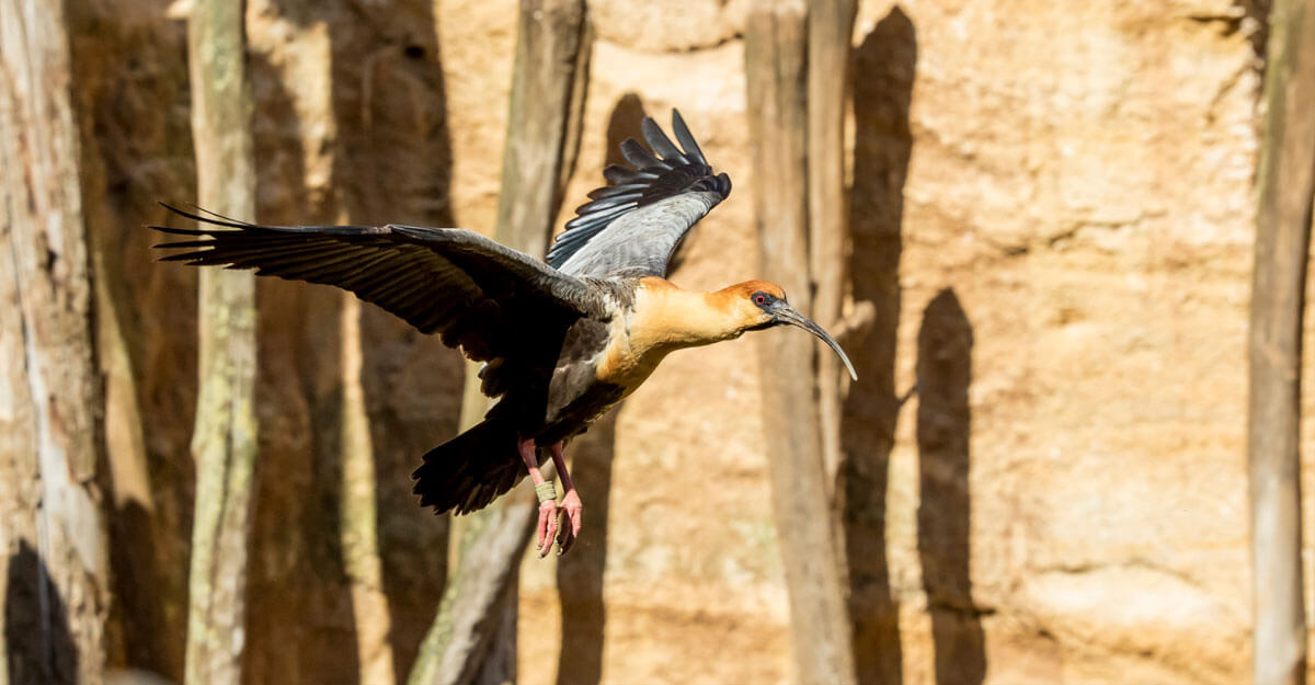 bioparc-parc-zoologique-ibis-face-noire