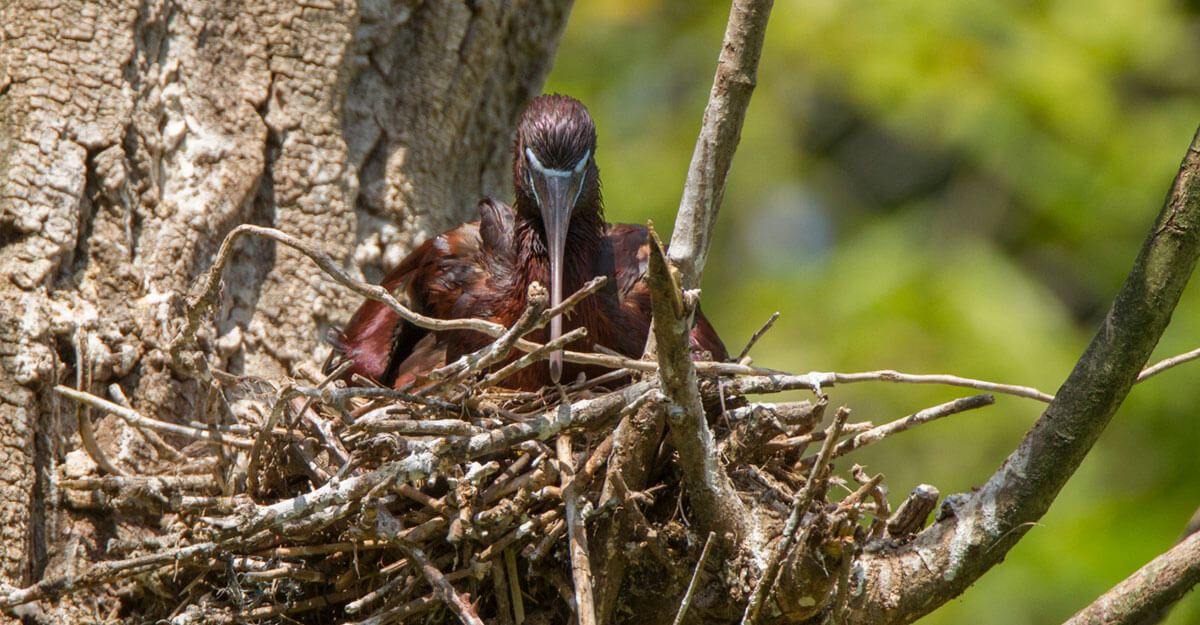 Ibis falcinelle couché sur un nid