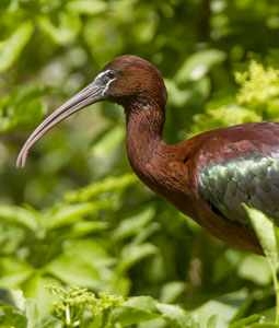 Portrait d'un ibis falcinelle