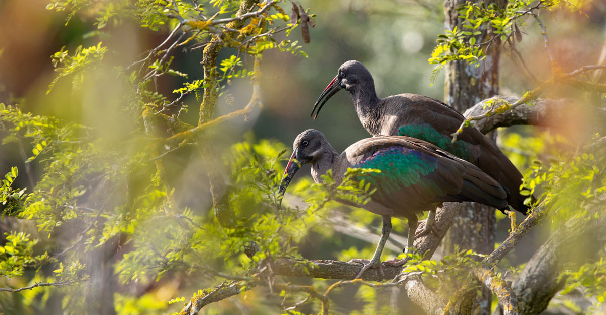 bioparc-parc-zoologique-ibis-hagedash