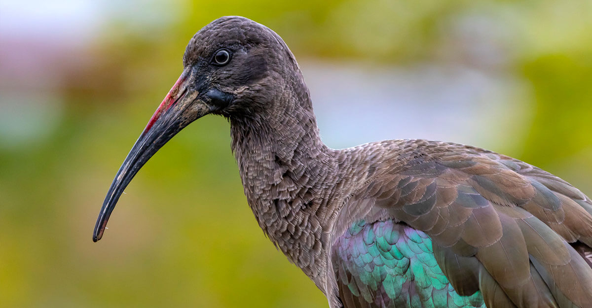 Portrait d'un ibis Hagedash