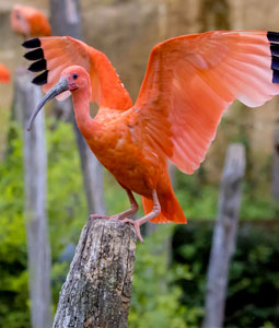 Ibis rouges avec les ailes déployées
