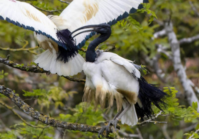 bioparc-parc-zoologique-ibis-sacre