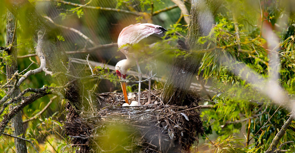 Ibis Tantale avec des oeufs au nid