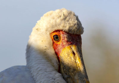 Portrait ibis Tantale