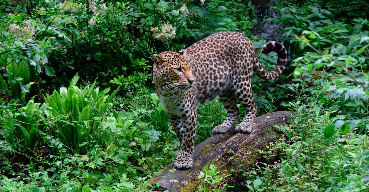 bioparc-parc-zoologique-leopard-java