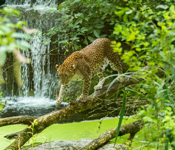 bioparc-parc-zoologique-leopard-srilanka
