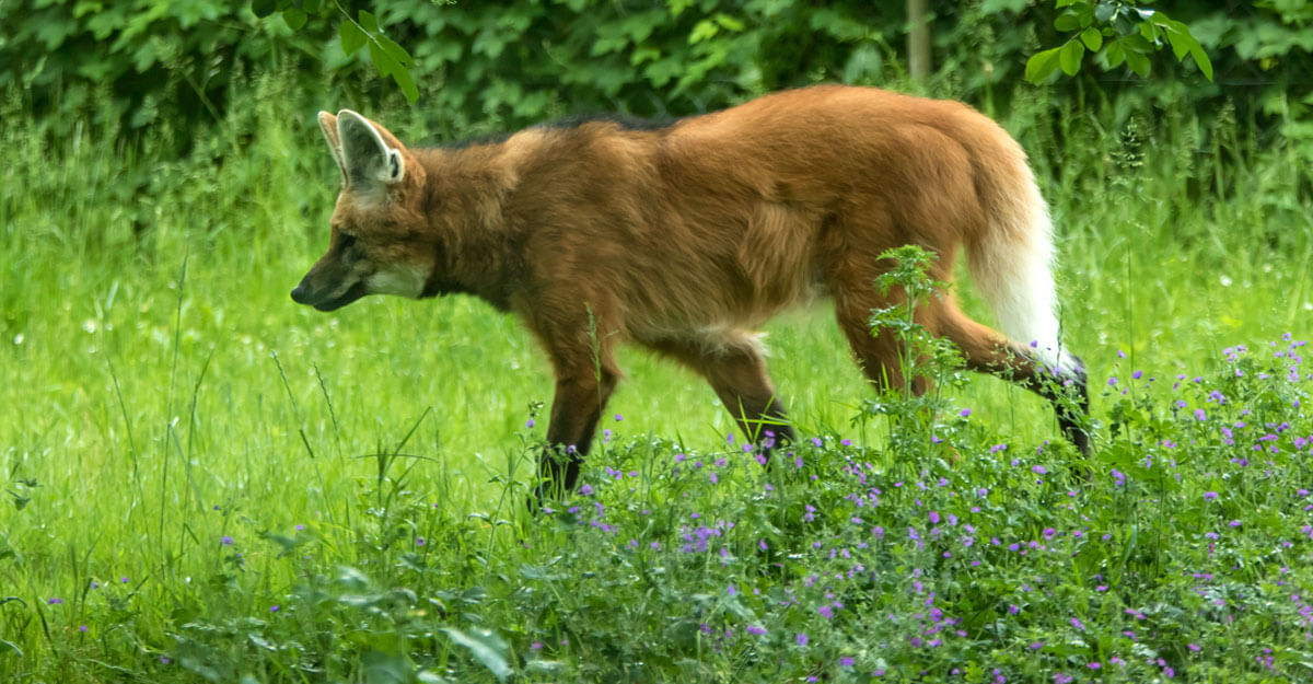 Loup à crinière qui marche dans l'herbe