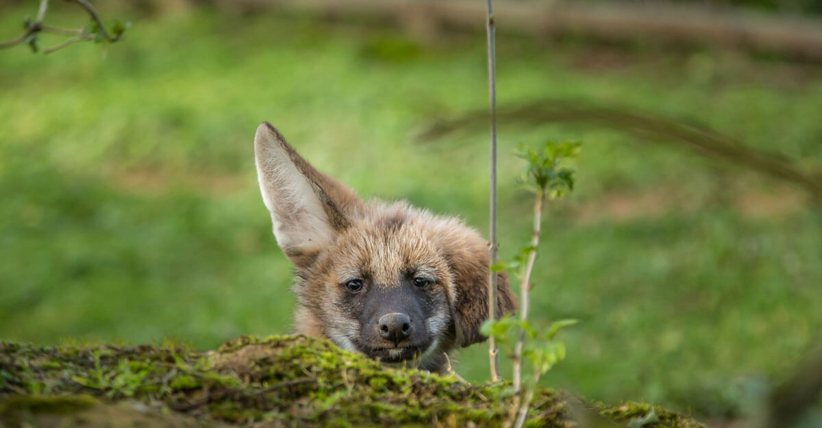 Jeune loup à crinière avec oreille pliée