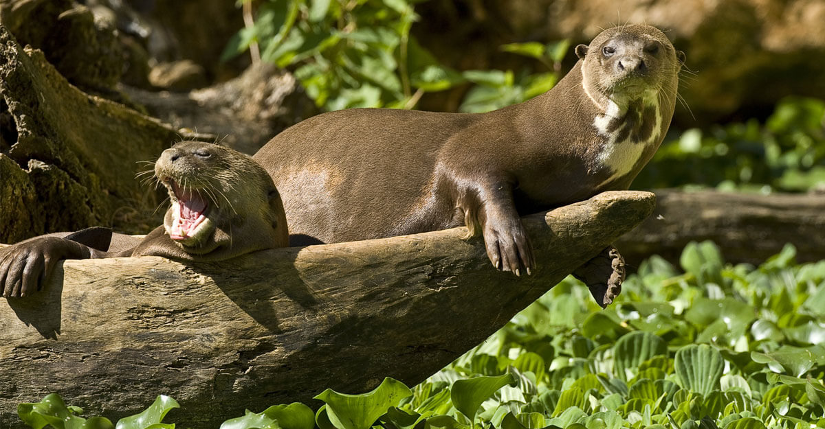 bioparc-parc-zoologique-loutre-geante