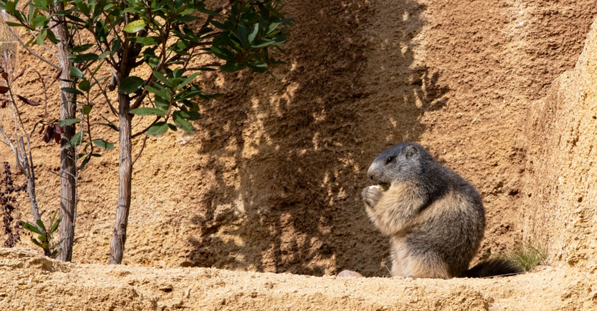 Marmotte des Alpes bioparc-parc-zoologique-marmotte-alpes