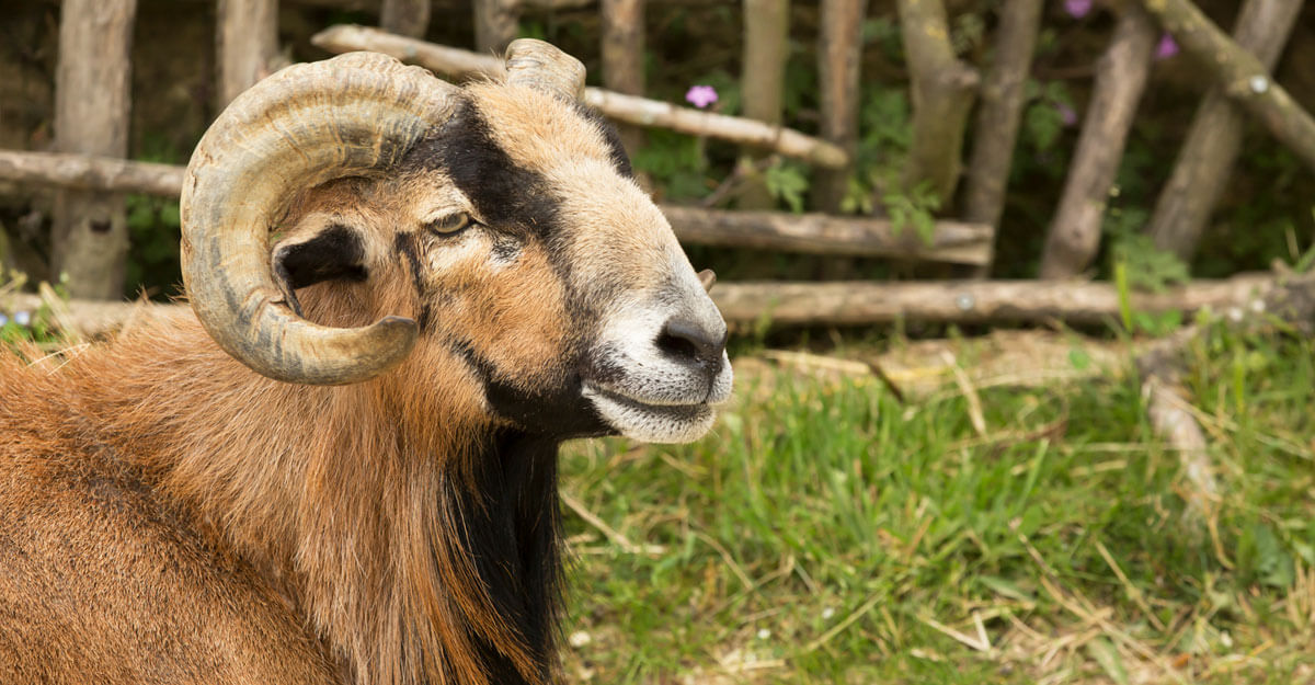 Mouton du Cameroun bioparc-parc-zoologique-mouton-cameroun