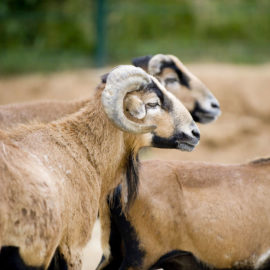 image - Mouton du Cameroun