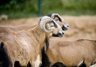 Groupe de moutons du Cameroun