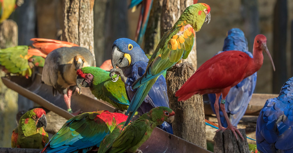 bioparc-parc-zoologique-oiseaux-grande-voliere