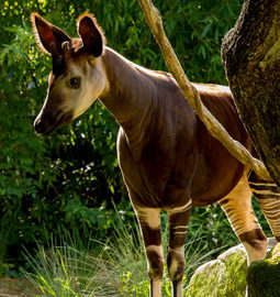 image - Okapi