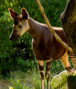Okapi debout derrière une liane