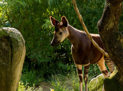 image - Le Sanctuaire des okapis