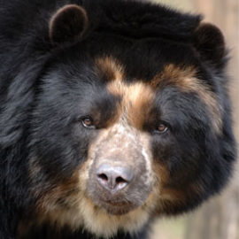 Trémendo, l'ours à lunettes