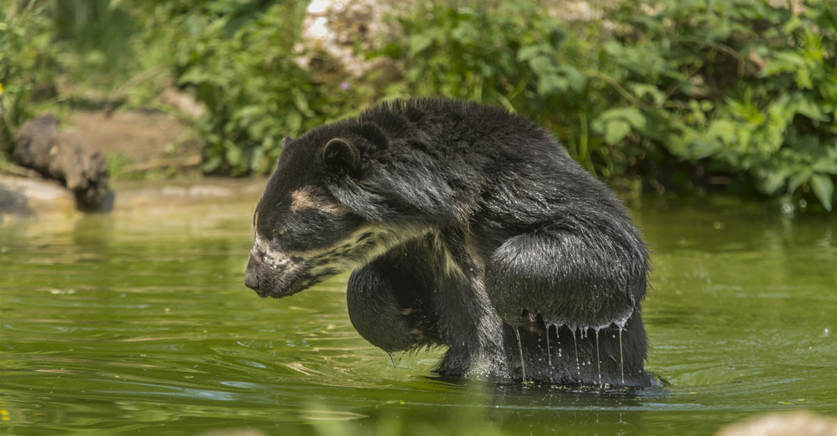 bioparc-parc-zoologique-ours-a-lunettes