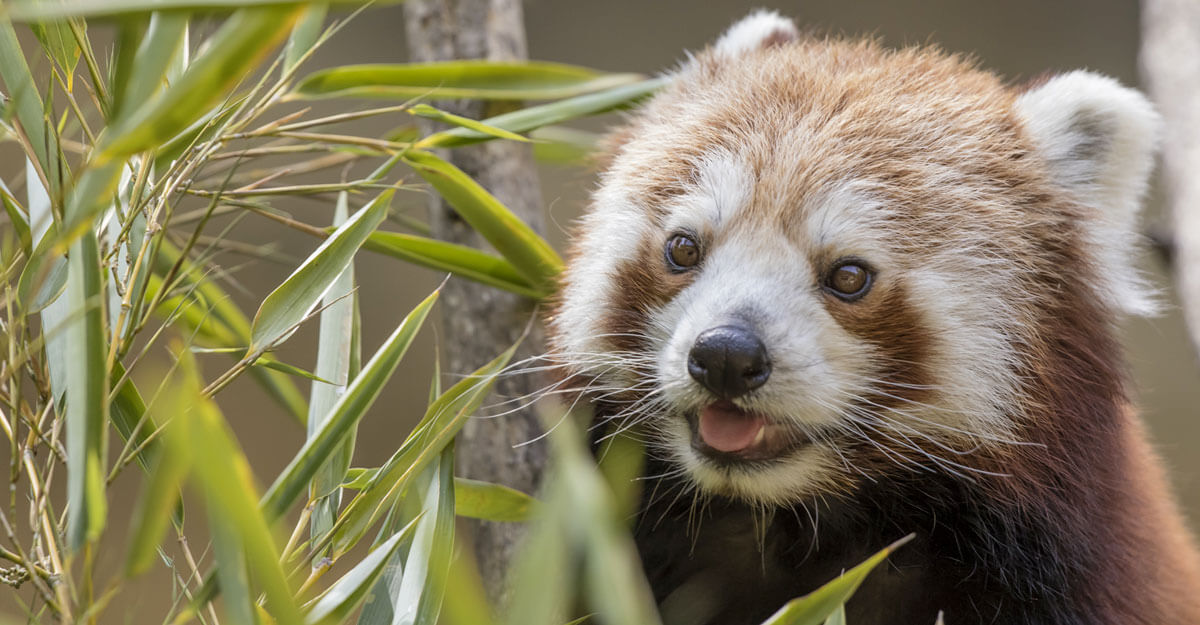 Panda roux qui mange du bambou