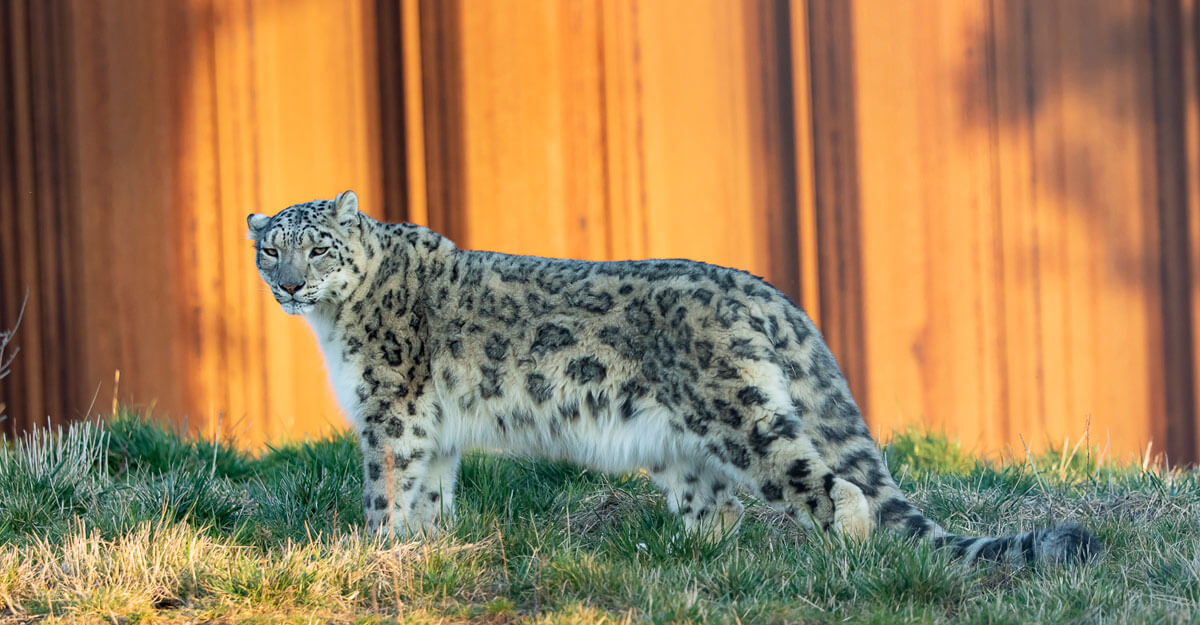 Panthère des neiges bioparc-parc-zoologique-panthere-neiges