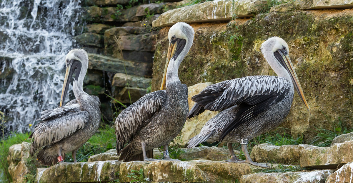 Pélican thage bioparc-parc-zoologique-pelican-thage
