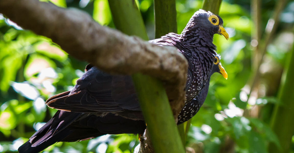 bioparc-parc-zoologique-pigeon-des-olives