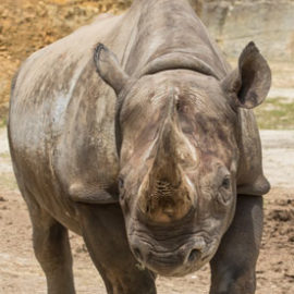 Tisa, le rhinocéros noir