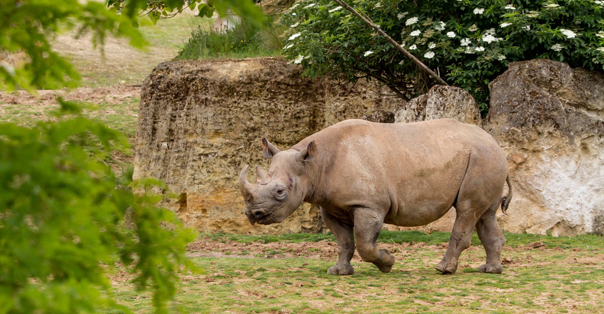 Rhinocéros noir qui marche