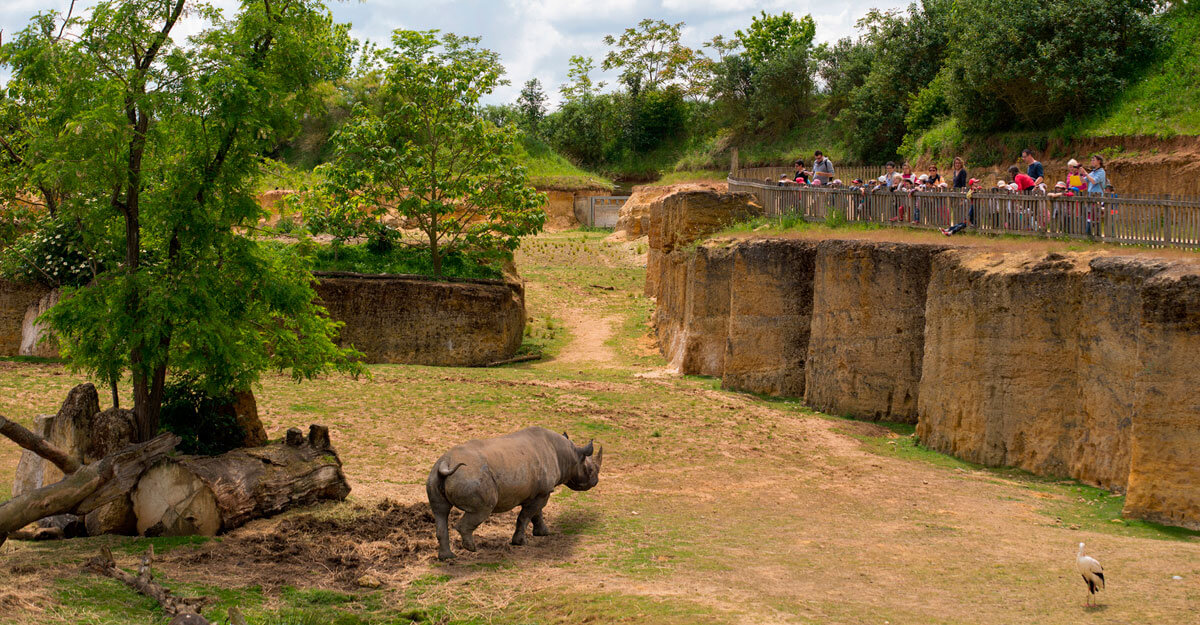 Rhinocéros noir bioparc-parc-zoologique-rhinoceros-noir