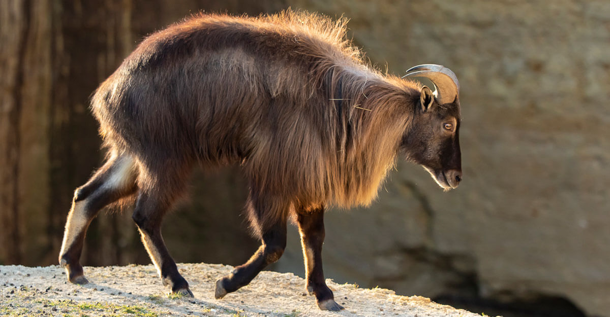 Tahr de l'Himalaya bioparc-parc-zoologique-tahr