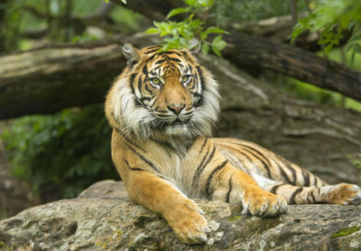 Tigre de Sumatra couché sur un rocher