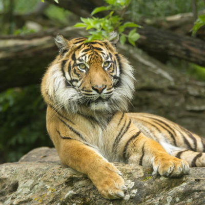image - Indonésie – Tigre de Sumatra